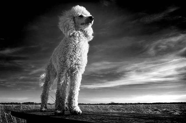 Soru Görseli
